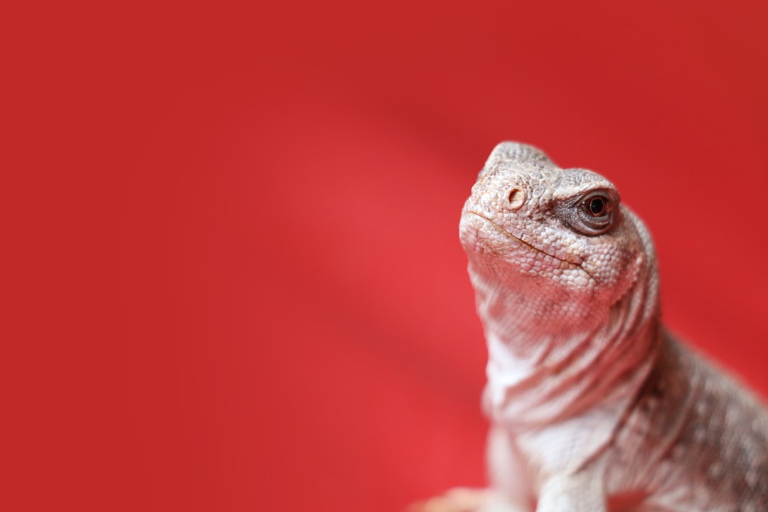 Photo Lizard, push ups